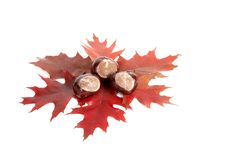 Three Chestnuts And Leaves. Stock Photo