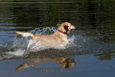 Yellow Labrador Retriever Dog Royalty Free Stock Images