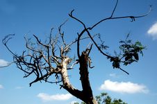 Dry Tree In Sillhoute Stock Photo