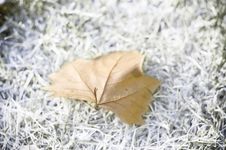 Dry Leaf Stock Image Dry Leaf Stock Image