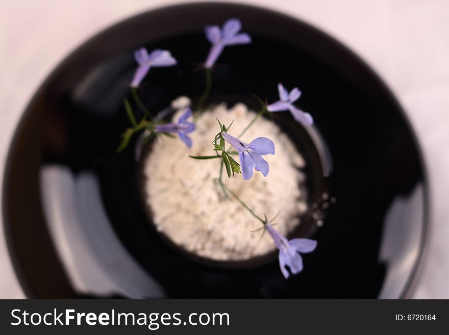 Small blue flower in a black round vase