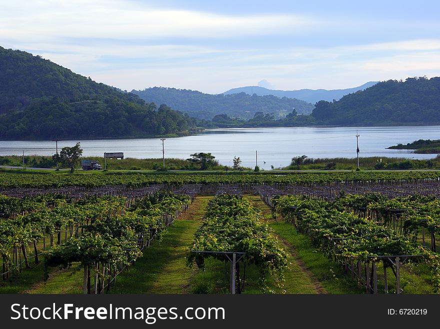 Lines Of Grapevine In Front Of Lake And Mountain