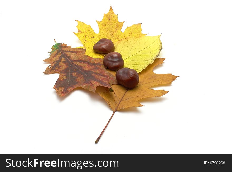 Leafs and conkers isolated on white background.