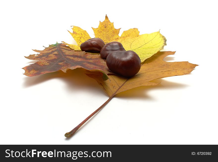 Leafs and conkers isolated on white background.