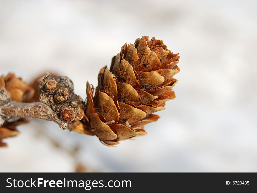 Pine tree cone in winter