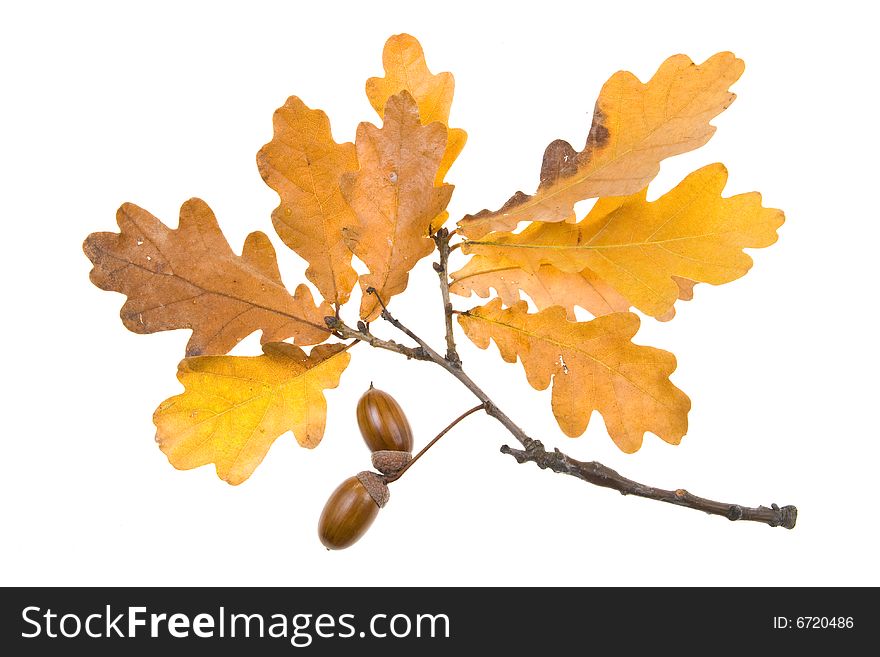 Autumn leaves on a white background. Close-up.