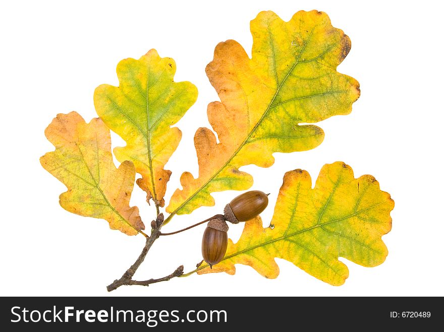 Autumn leaves on a white background. Close-up.