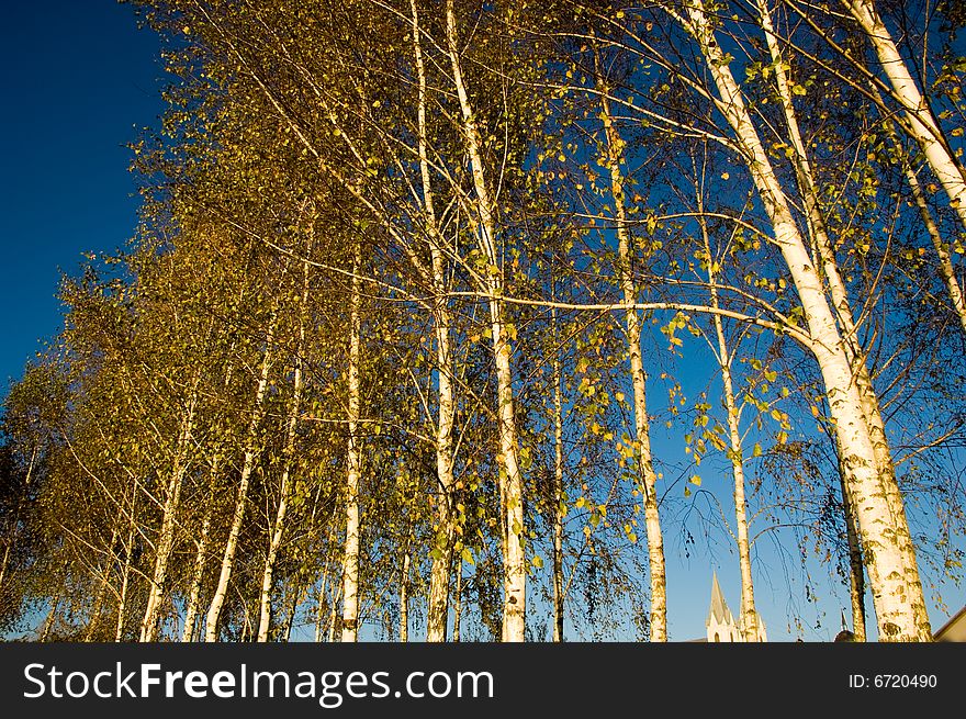 Birch grove in sunset light