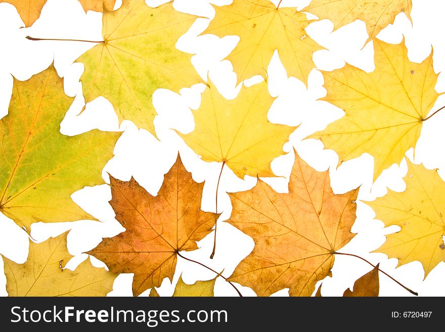 Autumn leaves on a white background. Close-up.