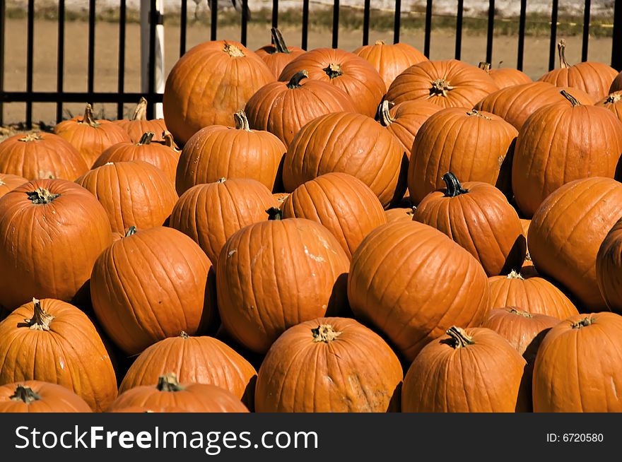 Bright orange pumpkins stacked ready for delivery.