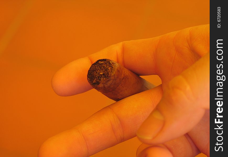 A male hand holding a fat cuban cigar