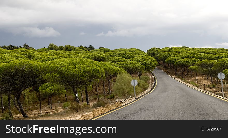 Road in a pine forest in spain