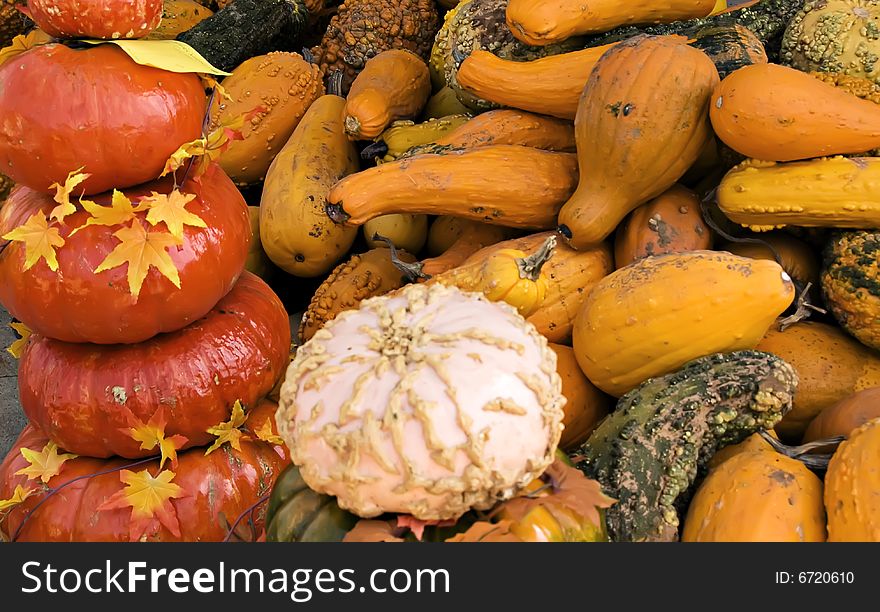 Pumpkins and Gourds colorful background.