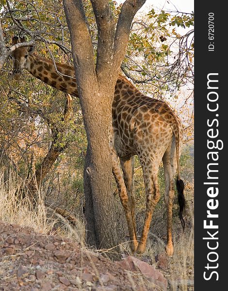 A giraffe trying to hide behind a tree in a reserve near Bela Bela, Limpopo. A giraffe trying to hide behind a tree in a reserve near Bela Bela, Limpopo.