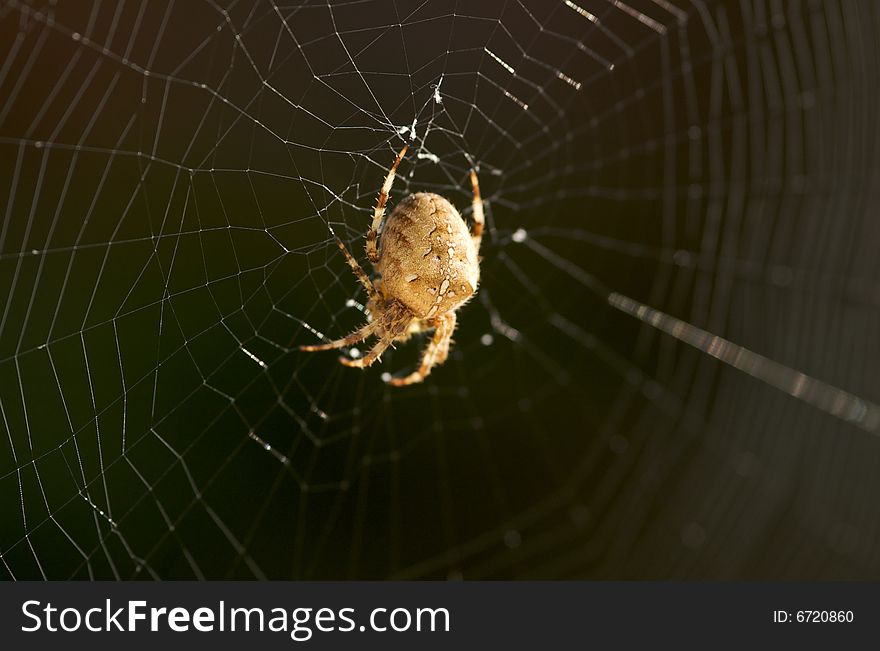 A spider waits in the centre of its web for prey. A spider waits in the centre of its web for prey