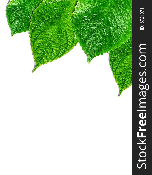 Tree leaves on white background