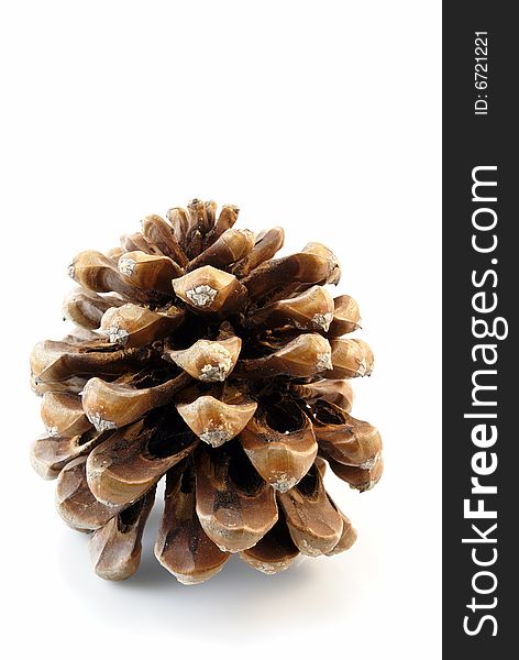 Pine Cone