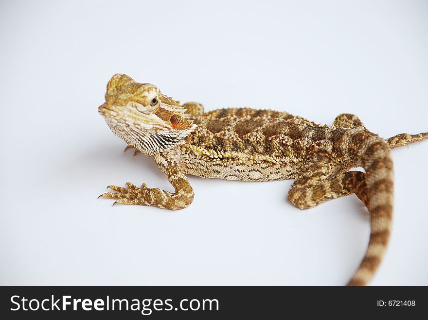 A Nice pose of Bearded Dragon on white background