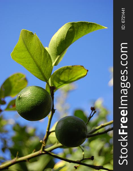 Green lime on a branch on a background of foliage and blue sky