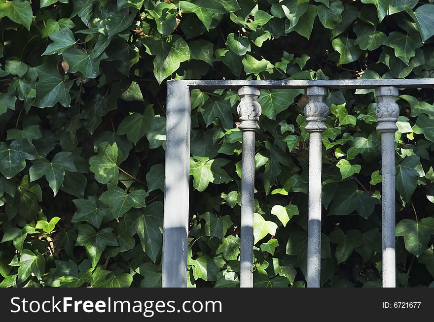 Iron gate detail over an ivy leaves background. Iron gate detail over an ivy leaves background