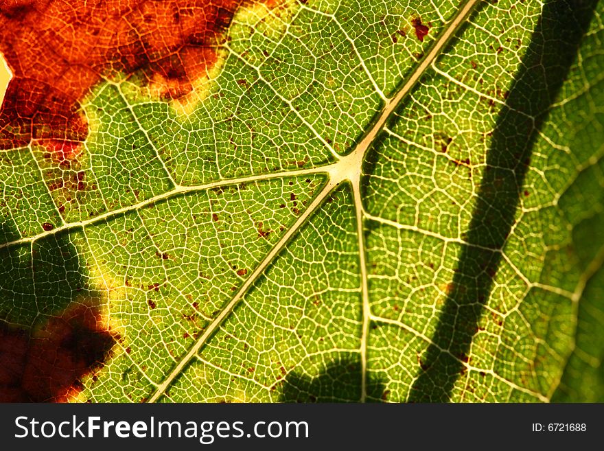 A close up photo of a vineyard leaf. A close up photo of a vineyard leaf
