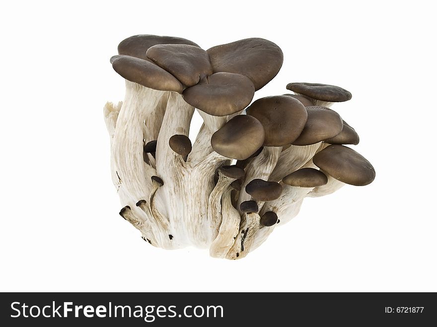 Arboreal Mushrooms