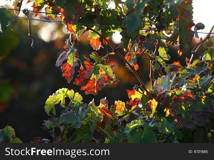 A close up photo of a vineyard leaf. A close up photo of a vineyard leaf