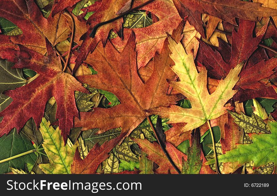 Leaves of a maple, various, color