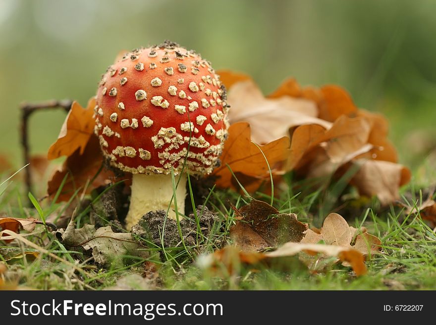 Autumn scene: toadstool with leafs in the grass