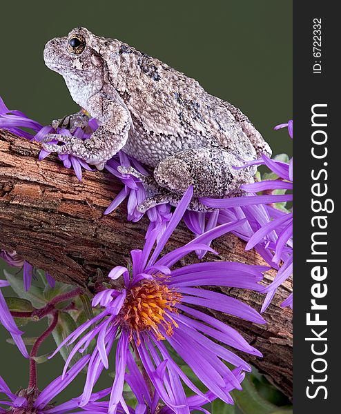 A gray tree frog is sitting on a vine covered in aster flowers. A gray tree frog is sitting on a vine covered in aster flowers.
