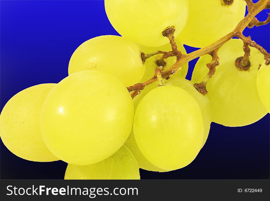 Mature bunch of white grapes