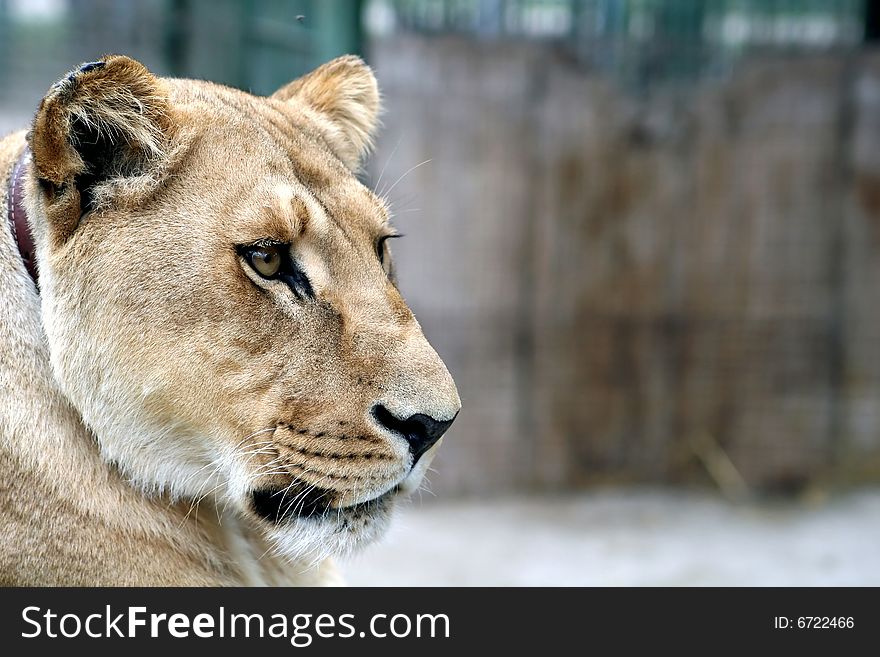 A wild life photo of a lion looking to the right of frame with room for text. A wild life photo of a lion looking to the right of frame with room for text