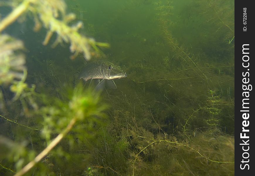 Pike in the lake green plants fauna