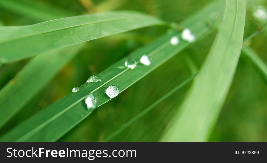 Water drops on green grass. Water drops on green grass