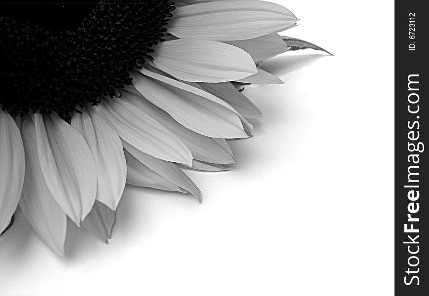 abstract background of a part from a sunflower in black and white