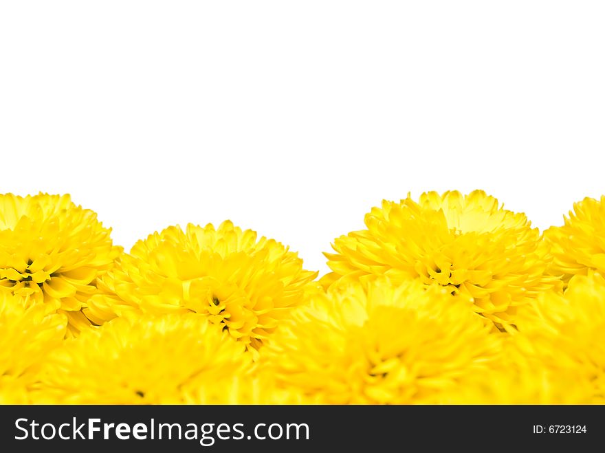 Much rich yellow chrysanthemums on a white background