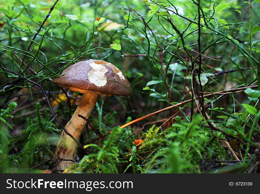 Brown cap boletus in the grass jf the woods. Brown cap boletus in the grass jf the woods