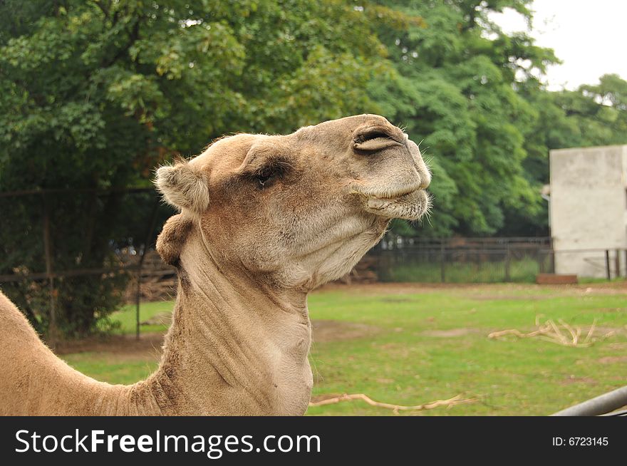 Its a Camel I met in Zoo in Wroclaw