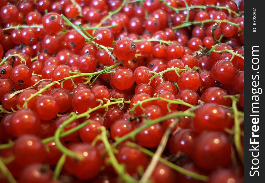 Macro photo of red currant