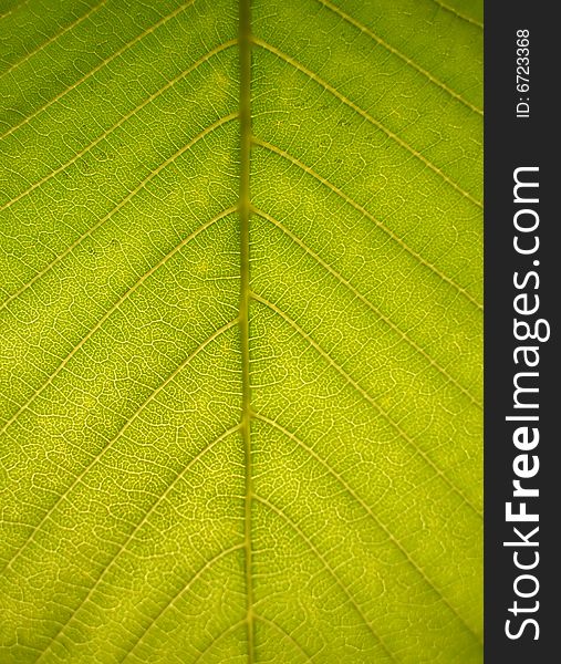 Image with macro green leaf