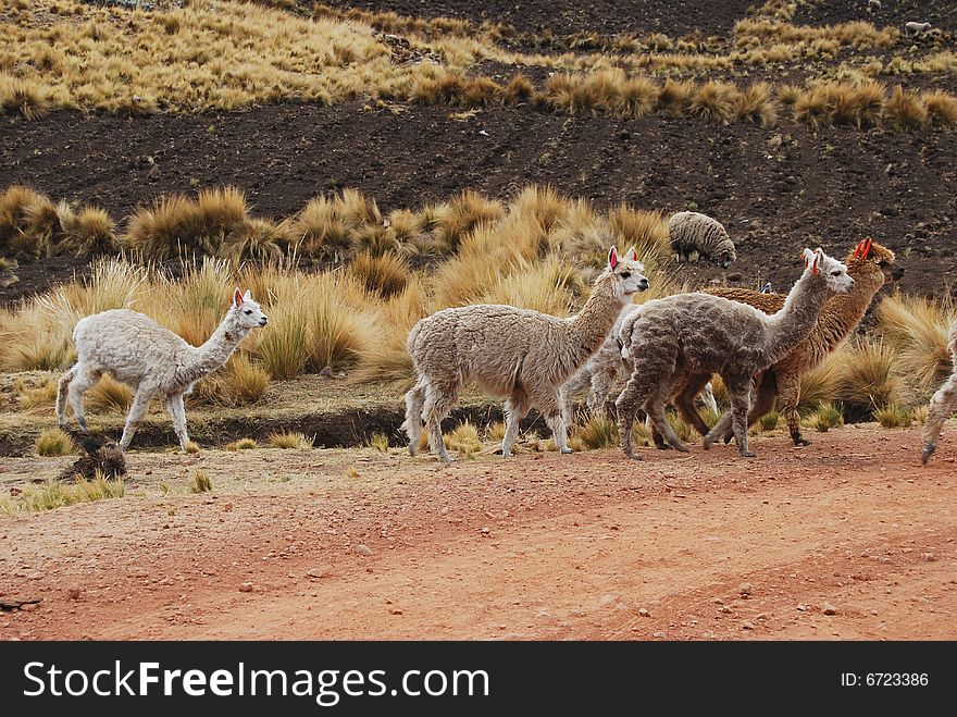 A herd of Alpacas crossing a street in Peru