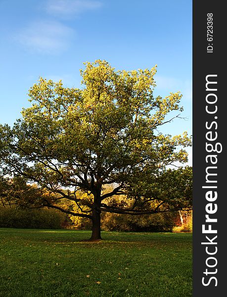 Standalone tree in the park