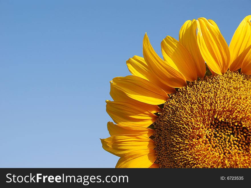 Quarter of a blooming sunflower, with blue sky background. Quarter of a blooming sunflower, with blue sky background
