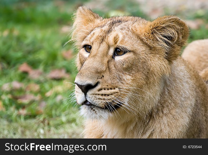 A young Indian female lion in the Belgian zoo of Planckendael. A young Indian female lion in the Belgian zoo of Planckendael