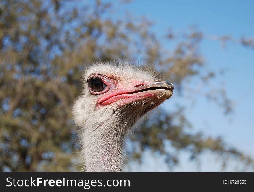 Portrait of a funny ostrich close-up. Portrait of a funny ostrich close-up