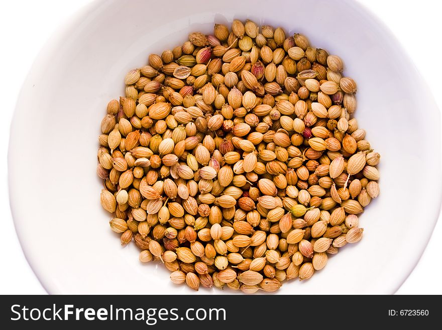 Coriander seeds in white porcelain bowl on white background. Coriander seeds in white porcelain bowl on white background