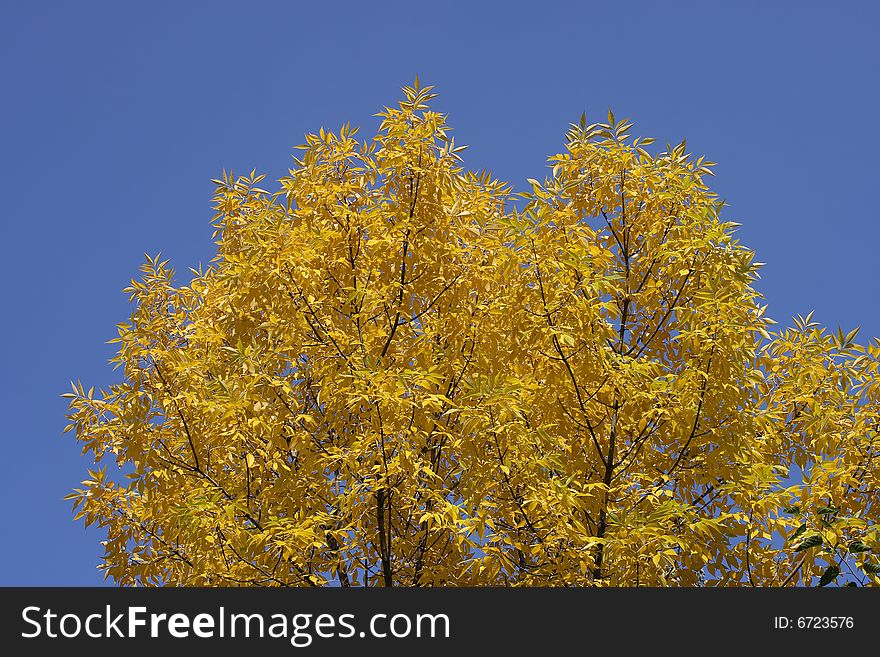 Ash-tree. A line of trees turn golden as fall sets in. Ash-tree. A line of trees turn golden as fall sets in.