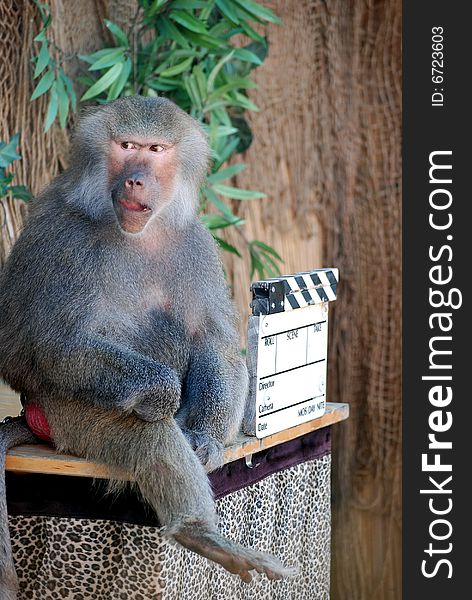 Trained baboon playing director in a scene