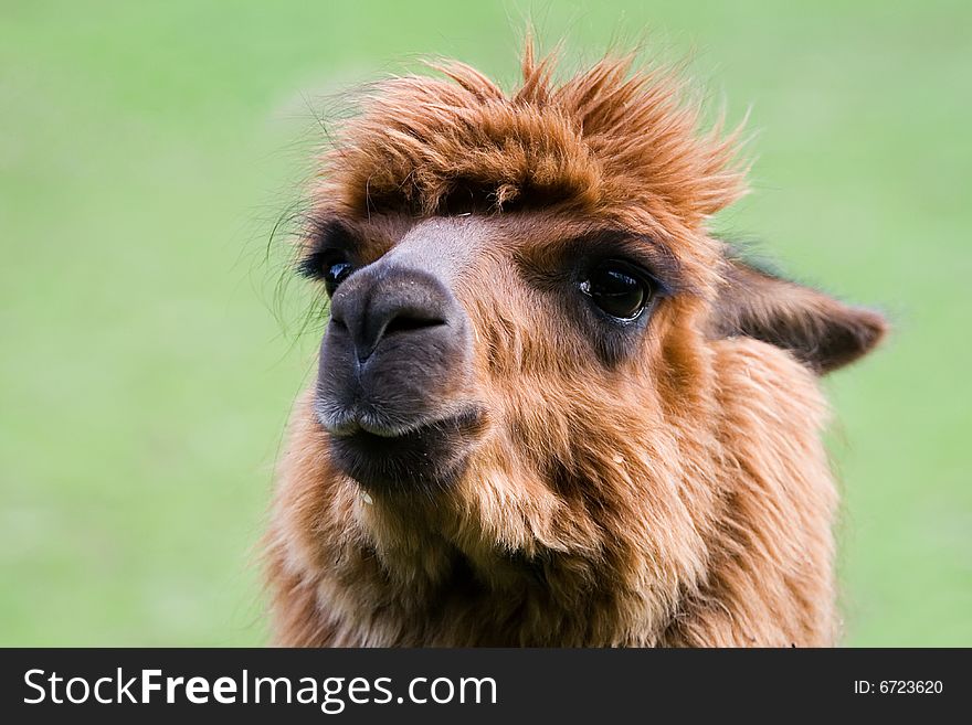 Llama 1