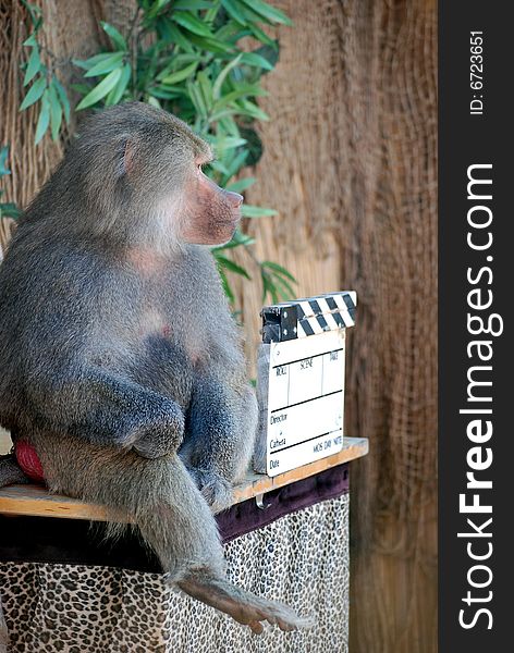 Trained baboon playing director in a scene